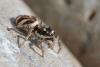 Salticus scenicus